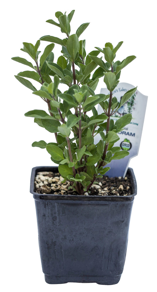 Marjoram, Sweet, Organic
