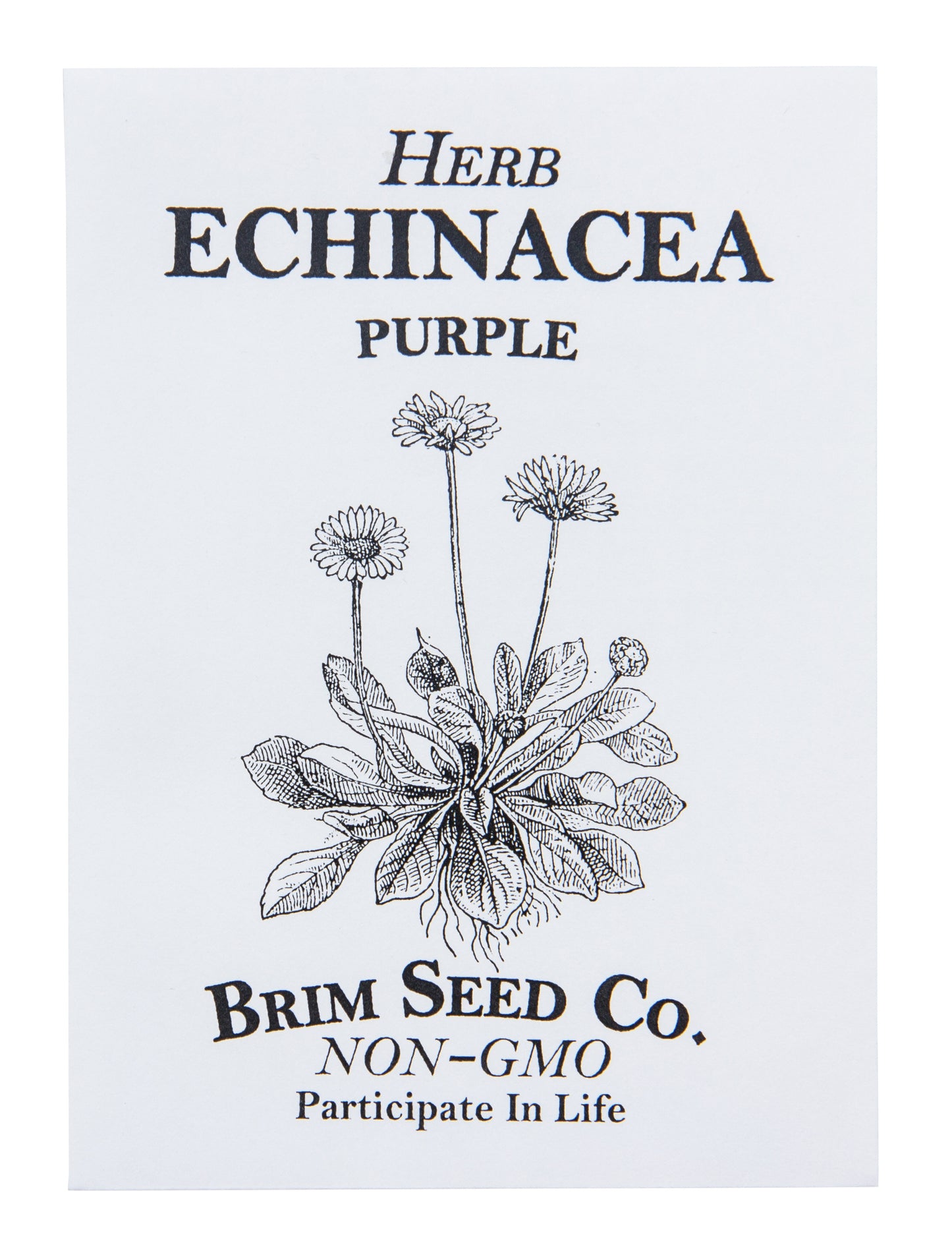 Herb, Echinacea Purple Seed