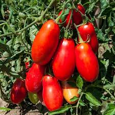 San Marzano Tomato, Organic