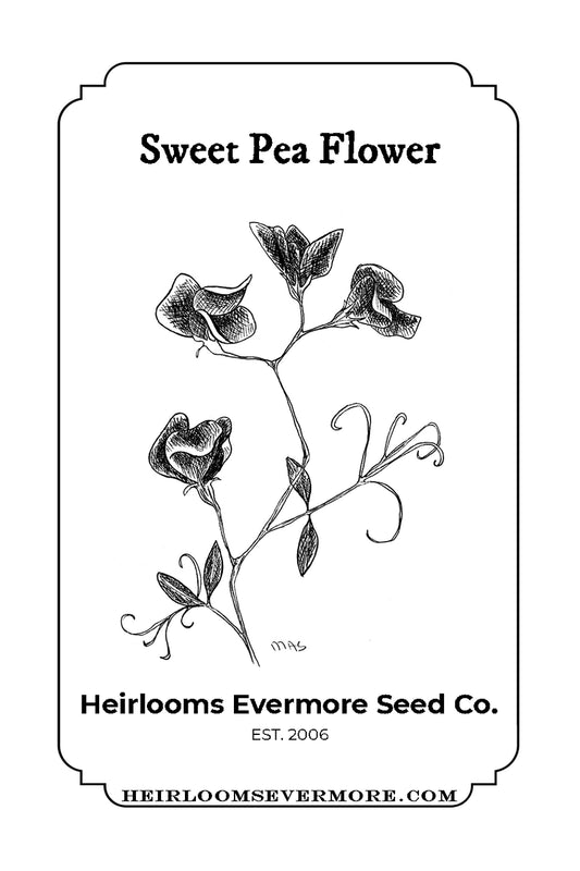Sweet Pea Flower Seeds