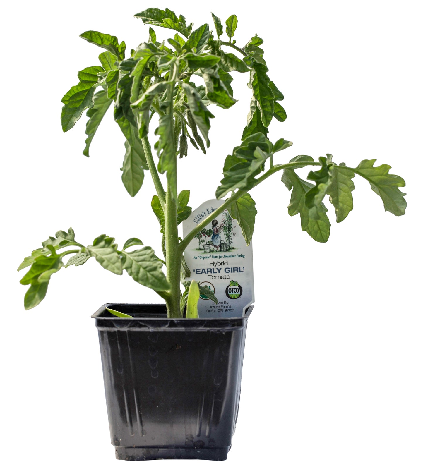 Early Girl Tomato Starts, Organic