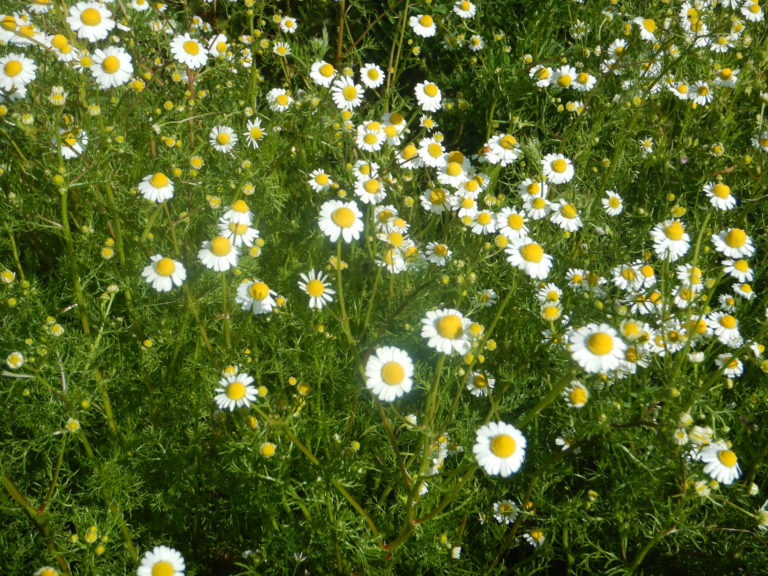 German Chamomile, Organic
