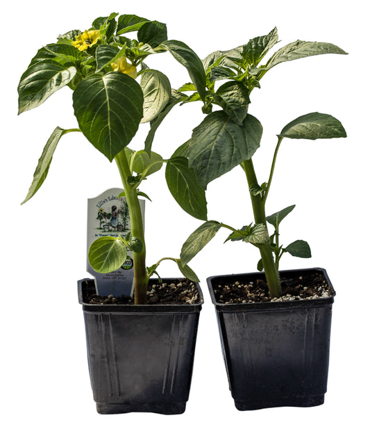 Tomatillo, Organic