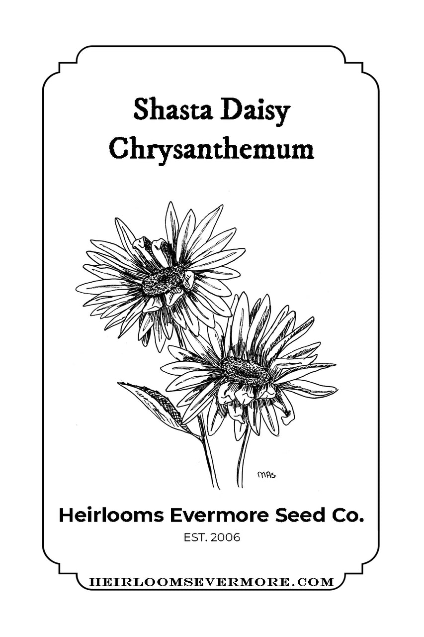 Shasta Daisy Chrysanthemum