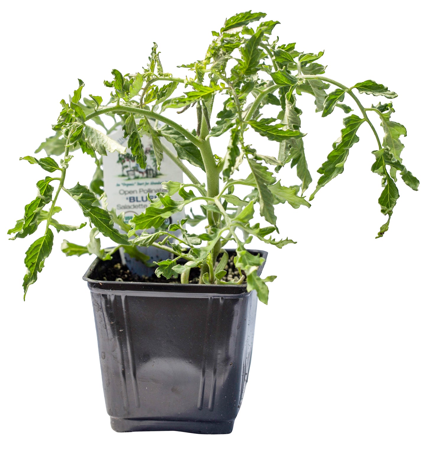 Blush Tomato (Saladette), Organic