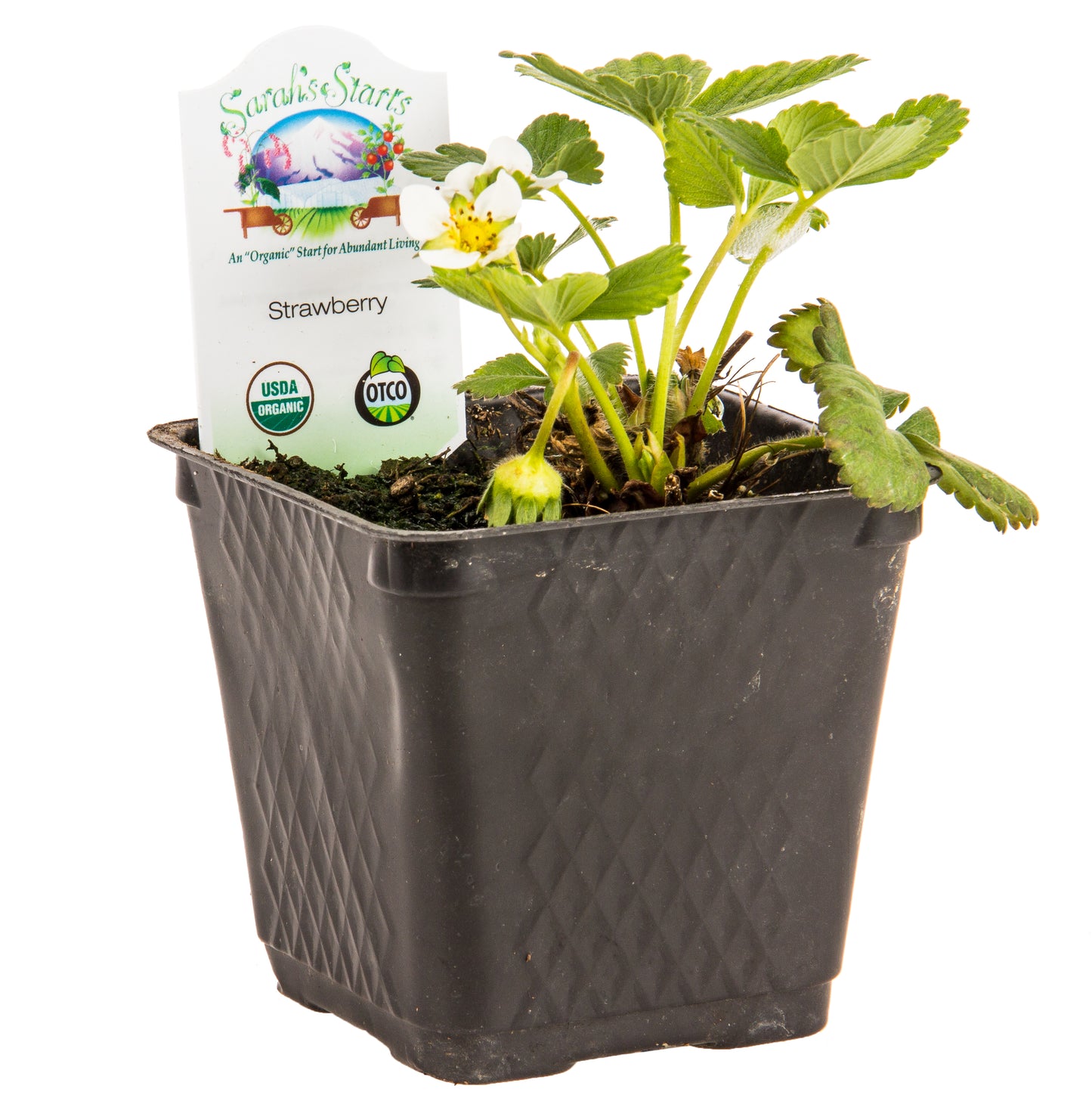 Strawberries, Organic