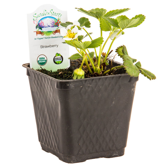 Strawberries, Organic