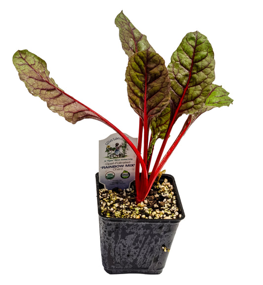 Chard Rainbow Mix, Organic