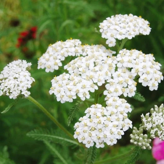 Yarrow, Medicinal, Organic
