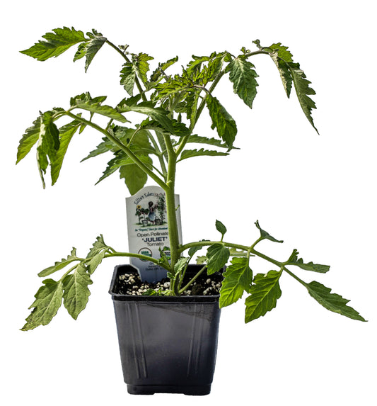 Juliet Tomato, Organic