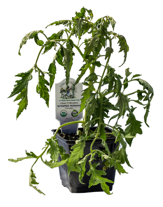 Speckled Roman Tomato, Organic