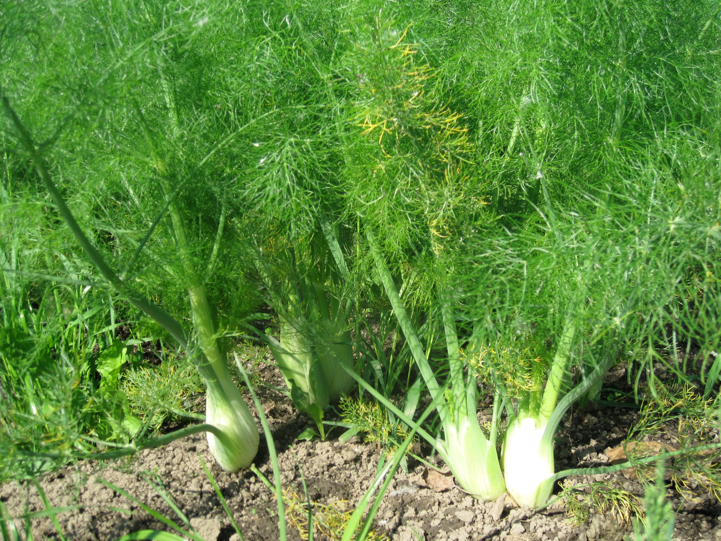 Fennel, Organic