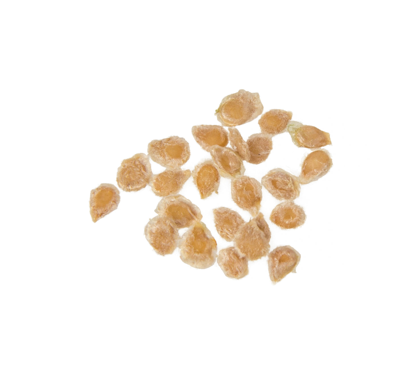 Sunrise Bumblebee Cherry Tomato Seed, Organic