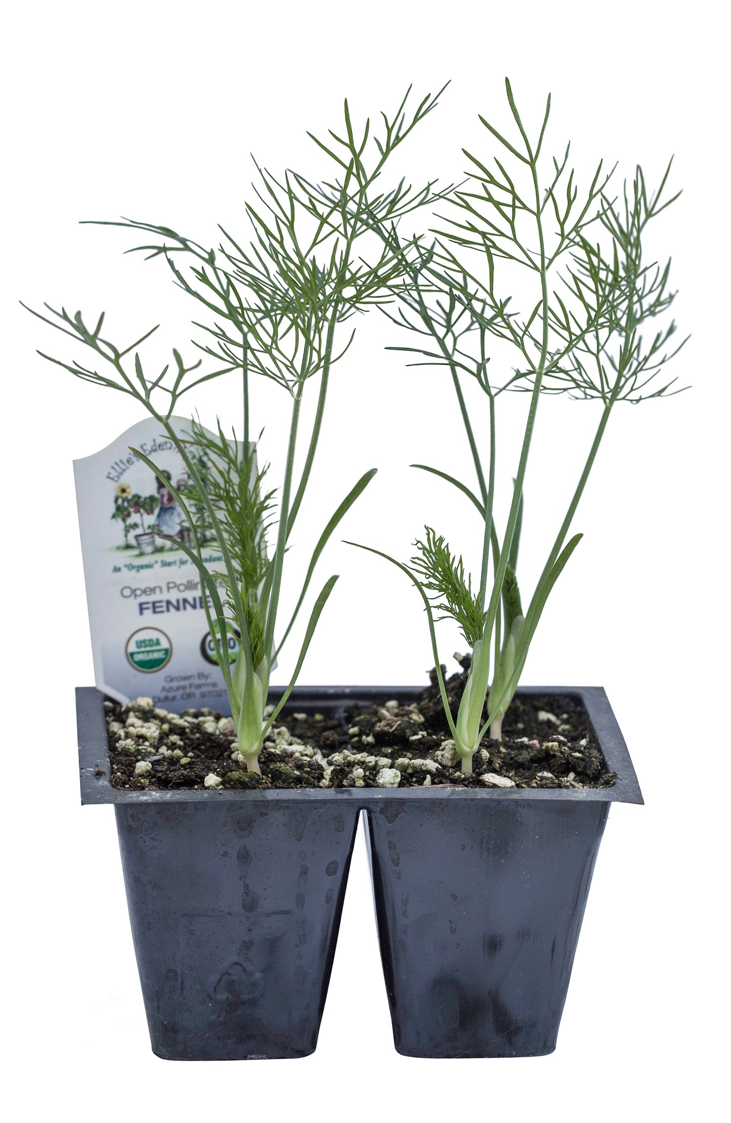 Fennel, Organic