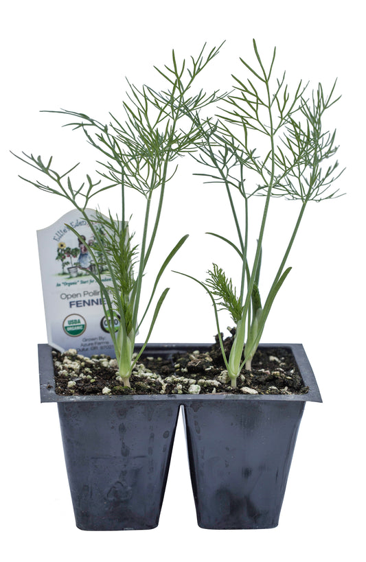 Fennel, Organic