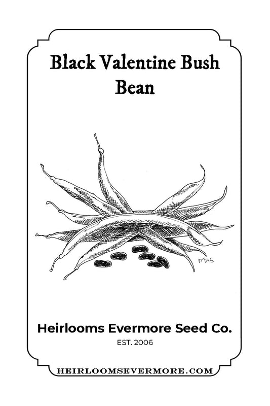 Black Valentine Bush Bean Seeds