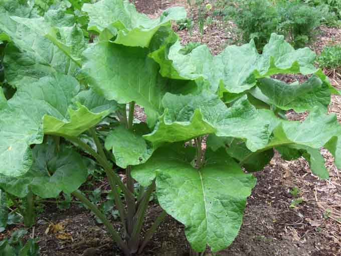 Burdock, Organic