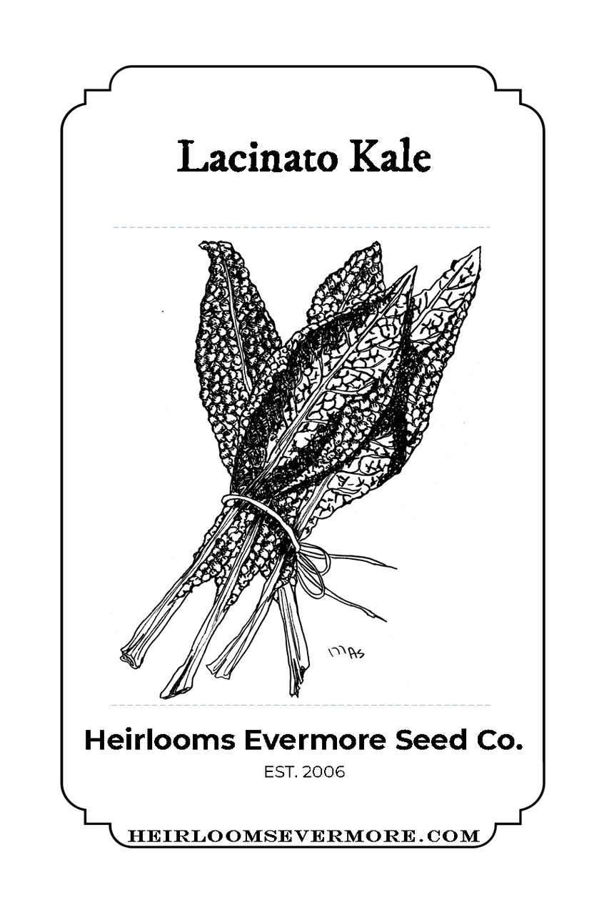 Lacinato Kale