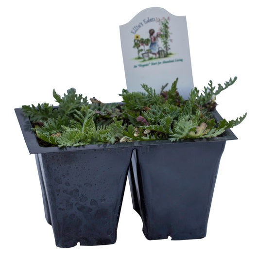 Yarrow, Organic