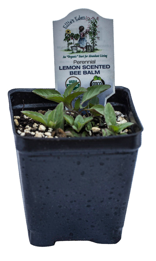 Bergamot, Lemon (Lemon Bee Balm), Organic