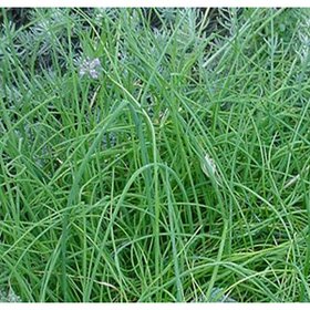 Chives, Organic