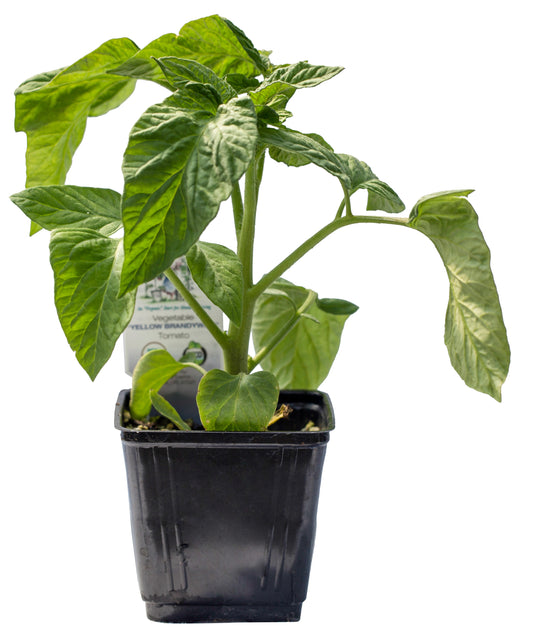 Yellow Brandywine Heirloom Tomato, Organic