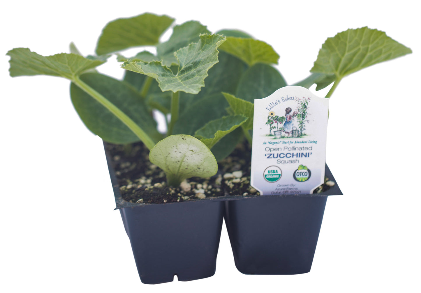 Zucchini, Organic