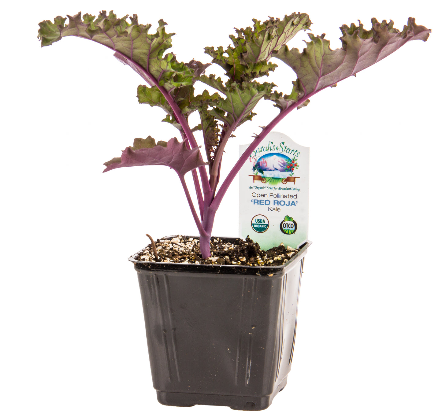 Curley Roja Red Kale, Organic