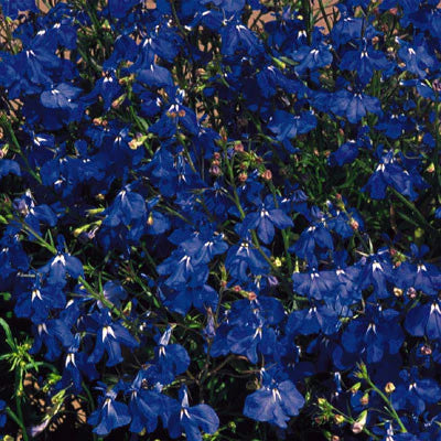 Lobelia (Blue Marine), Organic