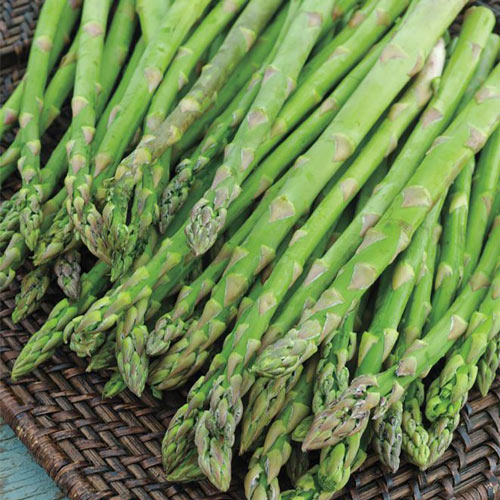 Asparagus, Green, Organic