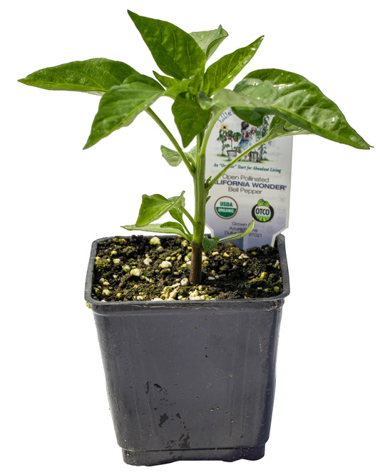California Wonder Bell Pepper, Organic