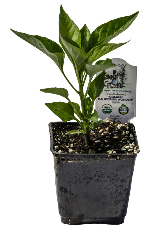 Golden California Wonder Bell Pepper, Organic