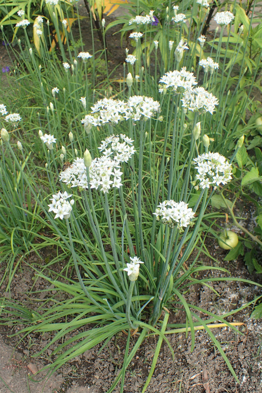 Garlic Chives, Organic