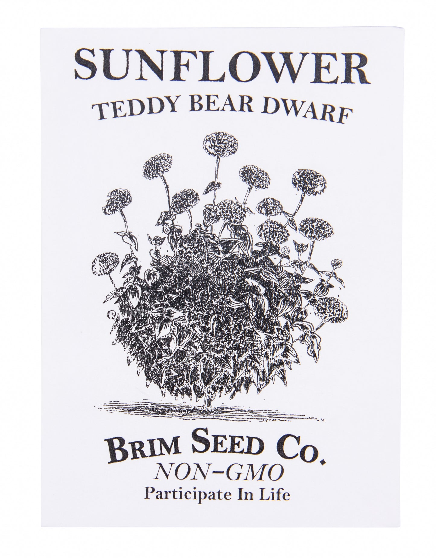 Flower, Sunflower Teddy Bear Dwarf Seed