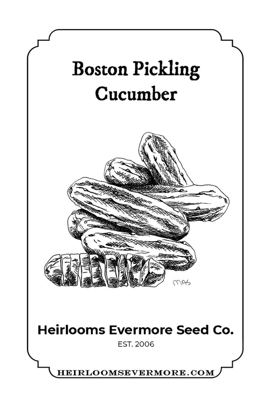 Boston Pickling Cucumber Seeds