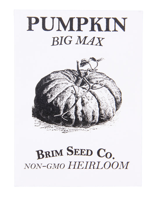 Pumpkin, Big Max Heirloom, Seed
