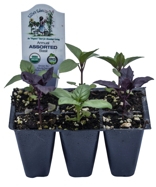 Basil Mixed Pack, Organic