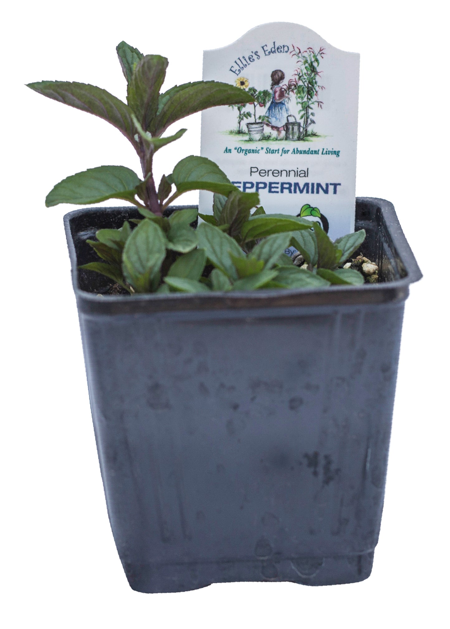 Peppermint, Organic