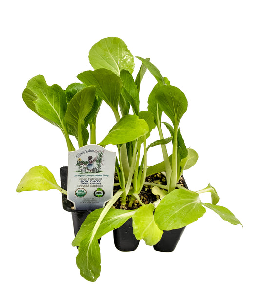 Bok Choy, Organic