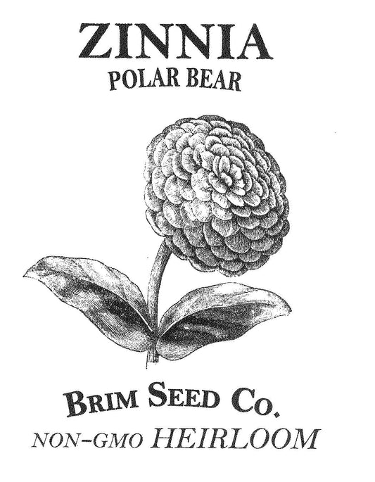 Flower, Zinnia, Polar Bear, Heirloom Seed
