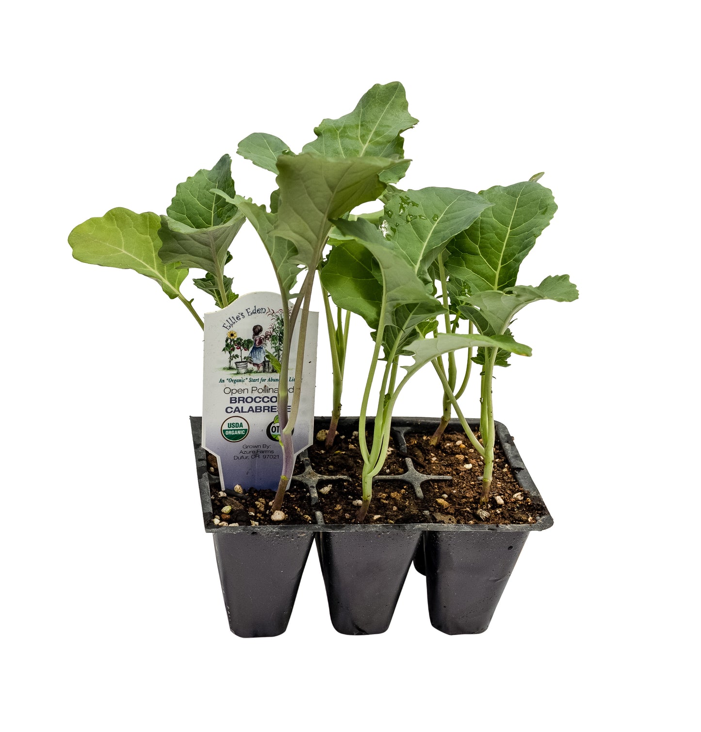Broccoli, Organic