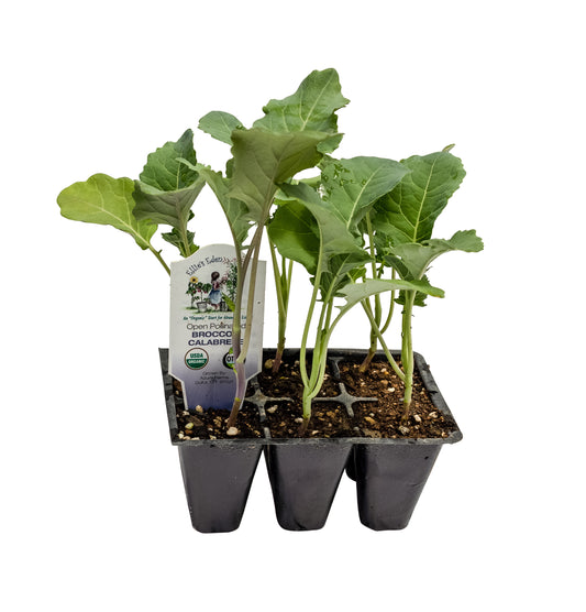 Broccoli, Organic