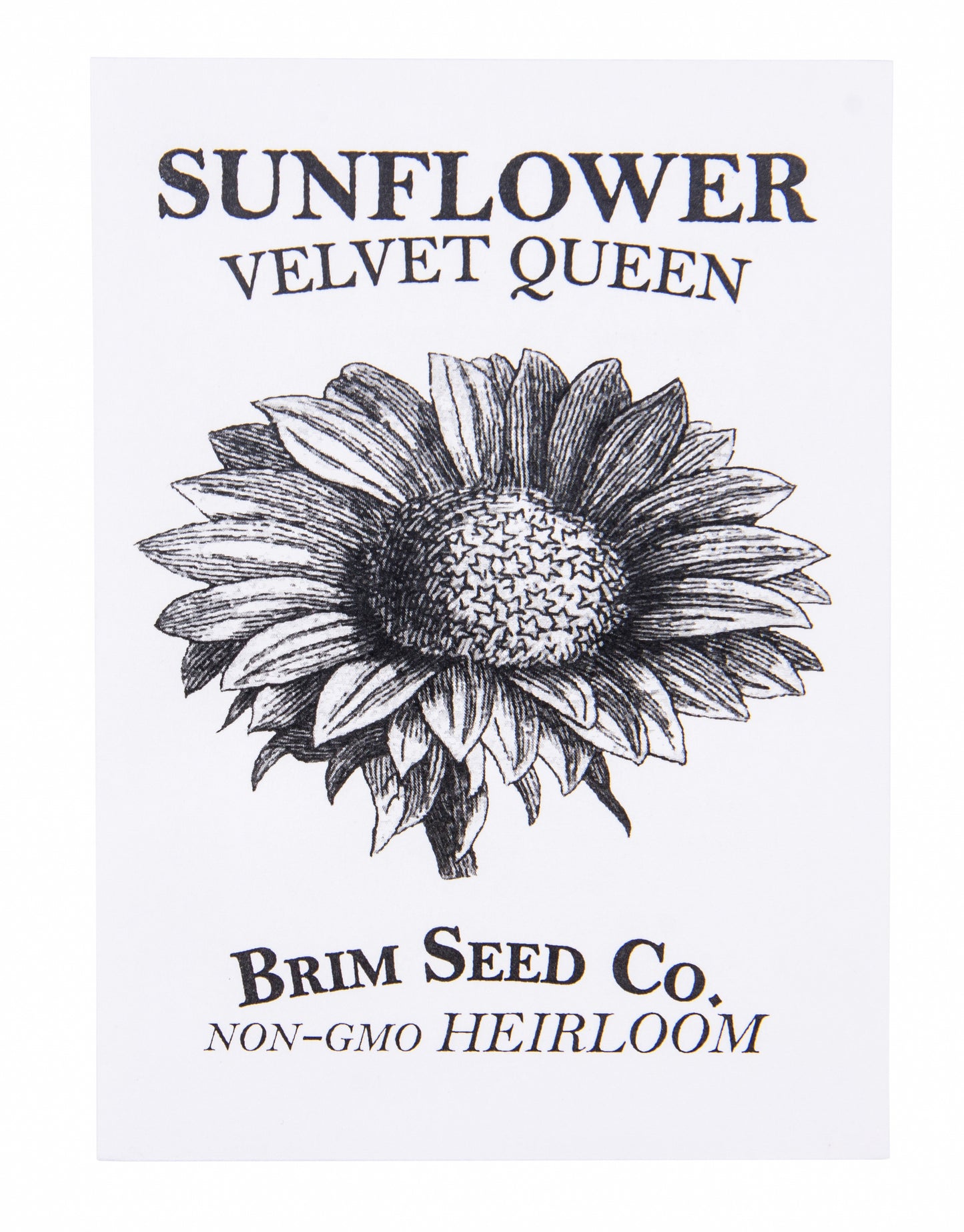 Flower, Sunflower Velvet Queen Heirloom Seed