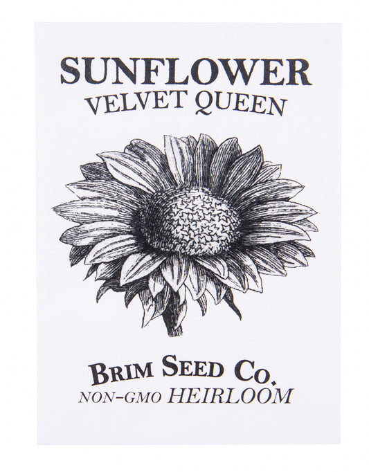 Flower, Sunflower Velvet Queen Heirloom Seed