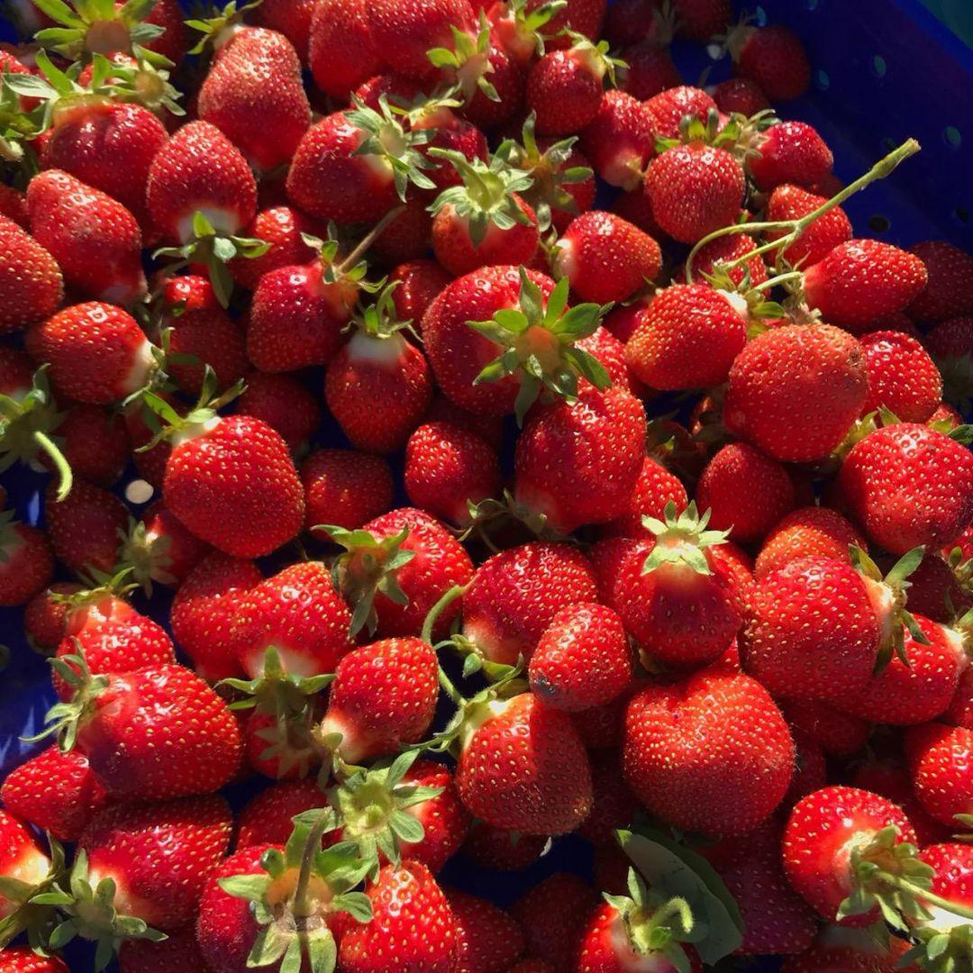 Jewel Junebearing Strawberry, Organic