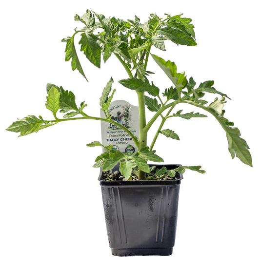 Early Cherry Tomato, Organic