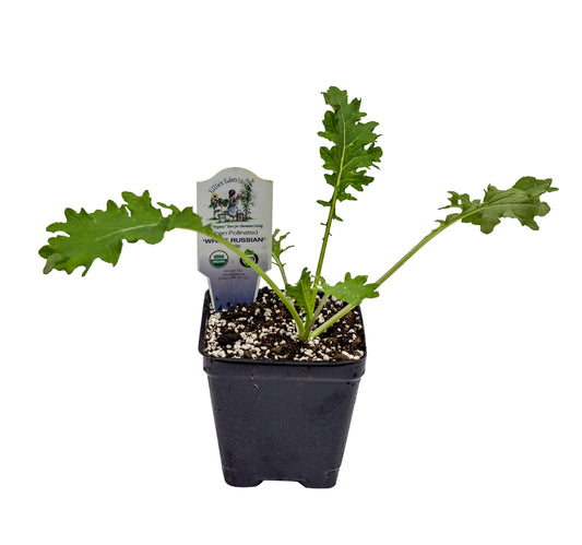 White Russian Kale, Organic