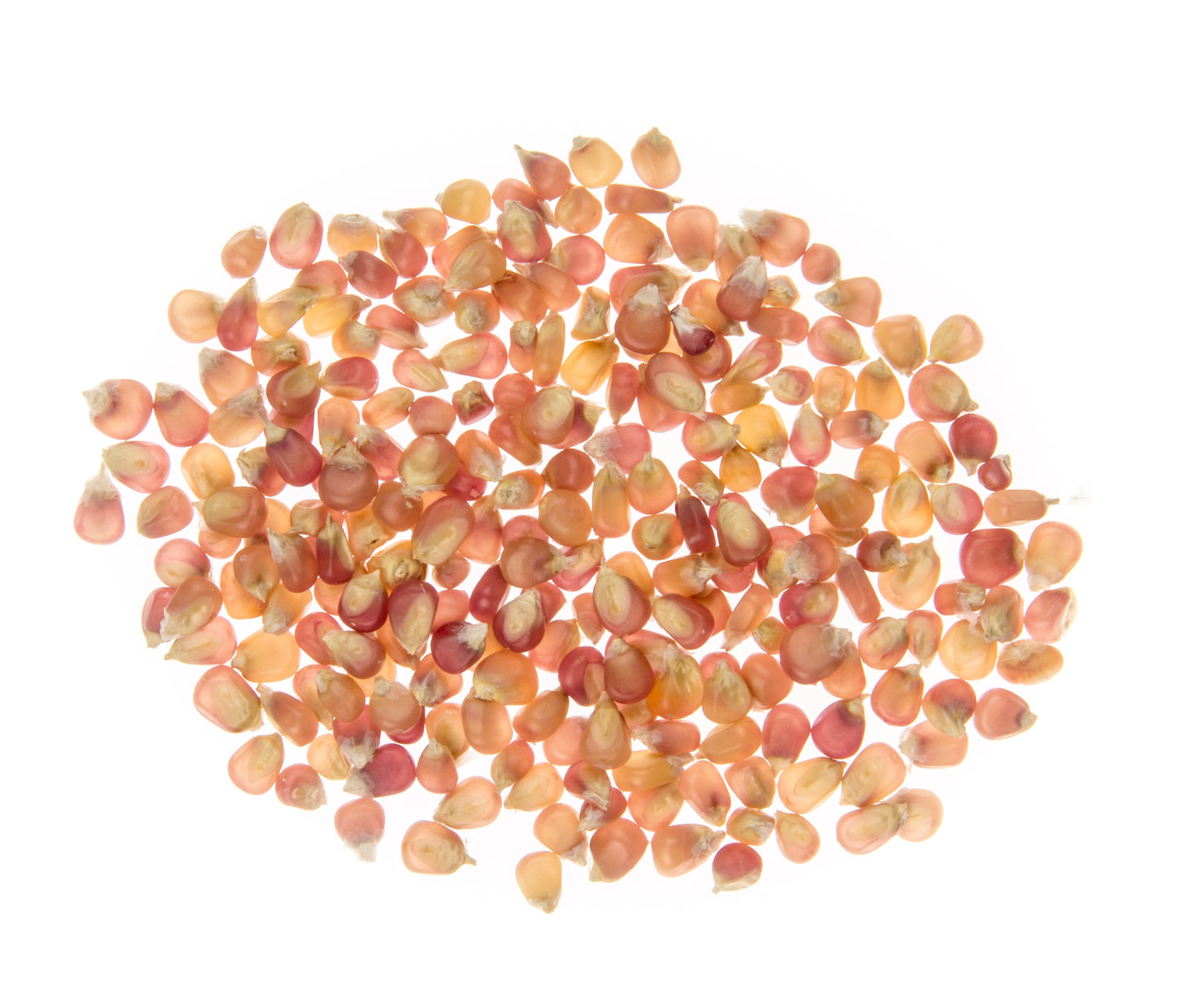Early Pink Popcorn Seed, Organic