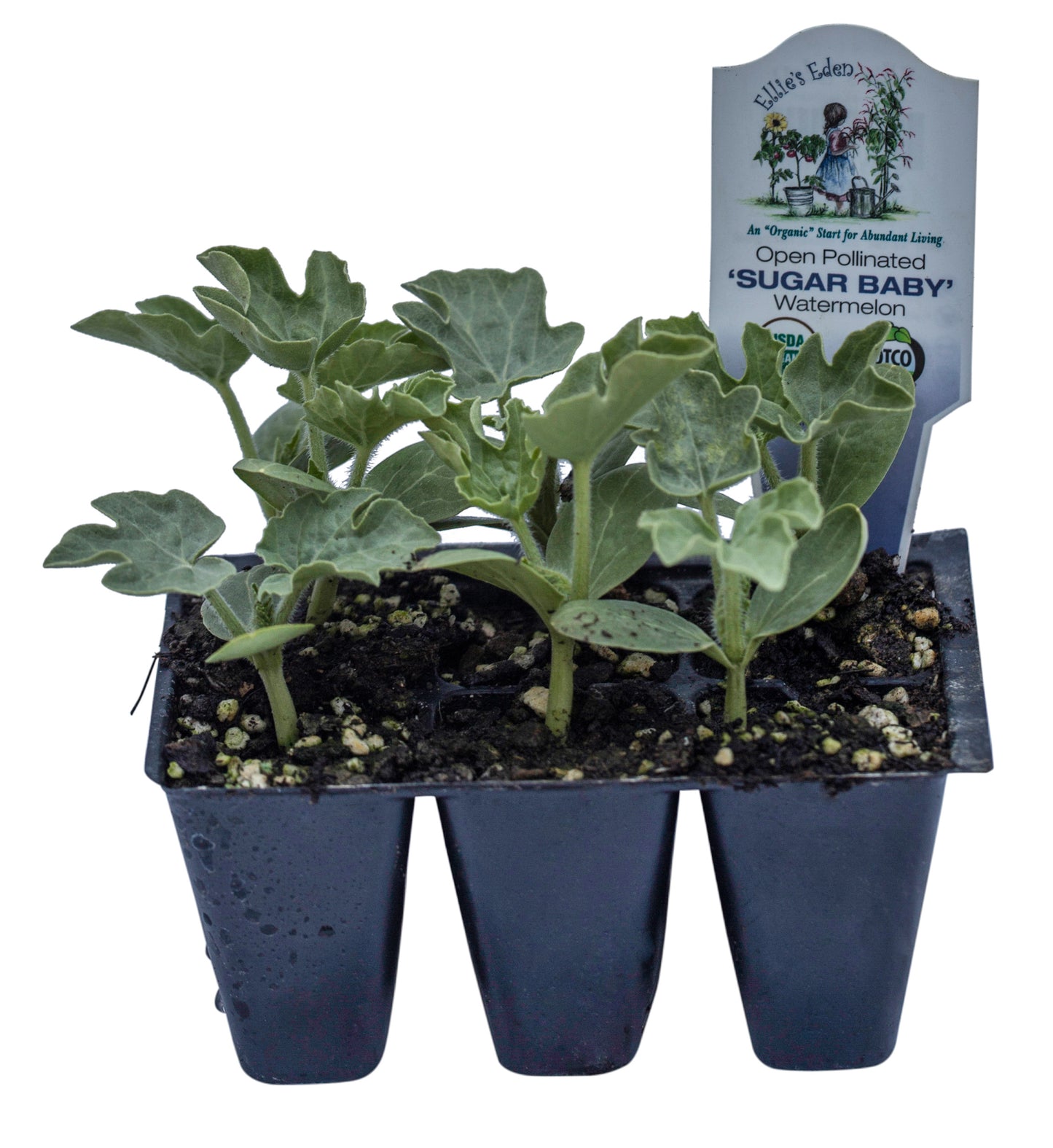 Sugar Baby Watermelon, Organic
