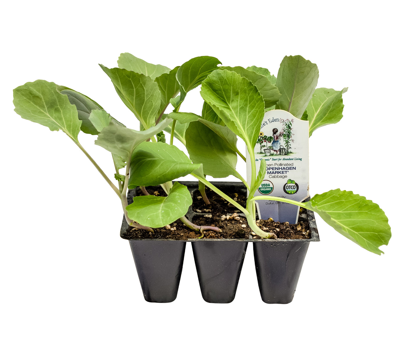 Gold Acre Cabbage, Organic